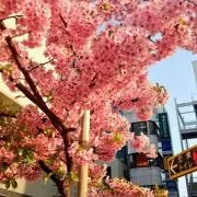 まかろん