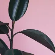 xxxxx