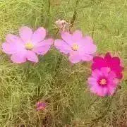 riの画像