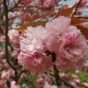 Ａ＊らくらく↔︎ゆうゆう変更ありの画像
