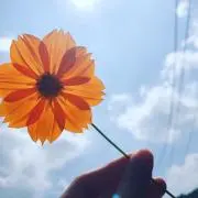 ちゃこの画像