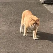 キムチの画像