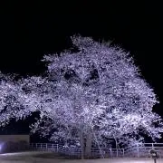 さくらの画像