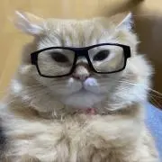 長毛猫ありプロフ一読の画像