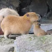 かぴばらの画像