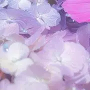 しろはの画像