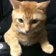 ルツ