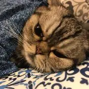tomo