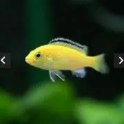 かあちゃんの画像