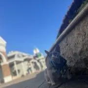 しじみの画像