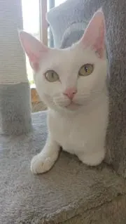 おかレモン