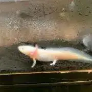 イソコ。の画像