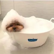 Ricoの画像