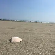 わこ