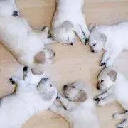 はちみつの画像