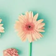 ｍａの画像