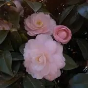 TakaShi 即購入大歓迎の画像