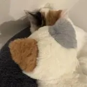 なみの画像