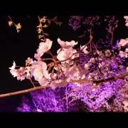 ピノノワールの画像