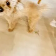 茶大好きの画像