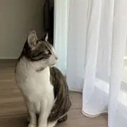 Hanの画像
