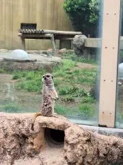 mrokの画像