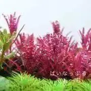 ぱいなっぷるふぁ～むの画像