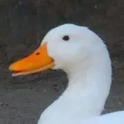 鳥ケーキの画像