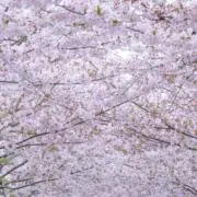 りりの画像