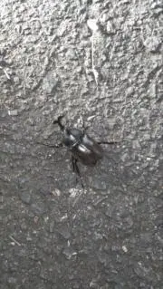 かぶとむし