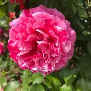 イイネ♡増えたら値下げ♡の画像
