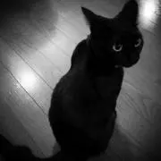 ねこねこ