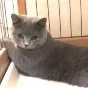 ゆうりの画像