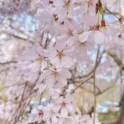 ちーの画像