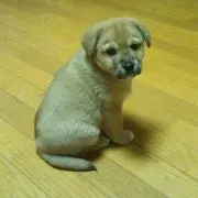 二児の親父