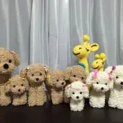 めいちゃんの画像