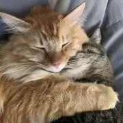 ゆちゃんの画像