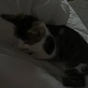 むぎの画像