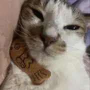 この画像