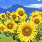 Himawariの画像