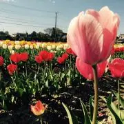つぐみの画像