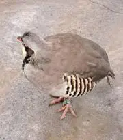 もみじの画像