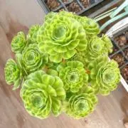 多肉植物 アエオニウム 孔雀の羽 抜き苗 - メルカリ