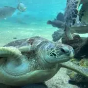 てんてん