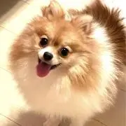 ぽめの画像