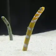 やなの画像
