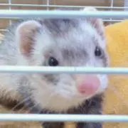 まり