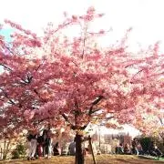 ヒデ