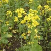 MARIAの画像