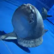 68の画像